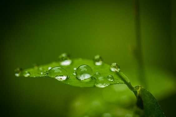 Close-up of crystal-clear water droplets resting on a vibrant green leaf. The droplets vary in size, reflecting light and showing the delicate veins of the foliage in sharp, macro detail.